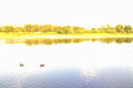Geese